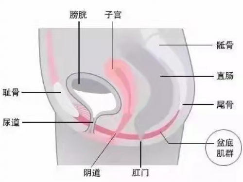 【广中医讲堂】揭秘“肌肉吊床”难言之痛——盆底肌筋膜疼痛综合征